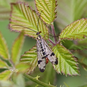 Scorpion Fly (Panorpa sp. probably P.germanica) female,  Alan Prowse
